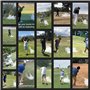 Shanker Golf - Balles de Golf Farce Qui se désintègrent à l'impact - Cadeau de Blague Amusant pour Les golfeurs (Manchon de 3, n