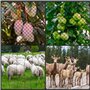 Filet de protection contre les oiseaux, les arbres fruitiers, 15 m x 15 m, trou de 2 x 2 cm, filet étroit pour clôture de poules