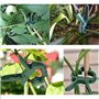 100Pcs Clips pour Plantes TIMESETL Clip Tuteur Pince Attache Tomate Pinces Plantes Grimpantes Pince à Planter, Clips pour Attach