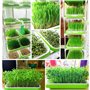 Fuuner germoir pour graines à germer, 6pcs Plateaux de Germination de Graines des Semences, Bacs à Semis avec Étagère en Plastiq