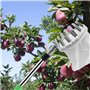 pour cerises