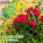 Lot de 2 arrosoir à long bec en acier inoxydable pour plantes d'intérieur, arrosoir d'intérieur 1 l pour plantes extérieures, ja