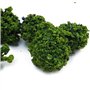 Tiardey 40 pièces Arbres de Brousse Groupes de végétation Miniatures arbustes Chemin de Fer Herbe Artificielle pour Train modèle