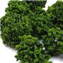Tiardey 40 pièces Arbres de Brousse Groupes de végétation Miniatures arbustes Chemin de Fer Herbe Artificielle pour Train modèle