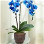 Clips pour Plantes Grimpantes