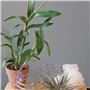 KINGLAKE 60 Pieces Clips de Support Plante,Clips pour Plantes Grimpantes,Clips Orchideen,Clips Attache Tuteur,Jardin Clips de Fi