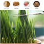 Shengxi 2 Pièces Herbe à Chat Boîte en Plastique, Kit de Culture d'herbe pour Chat Pot de Germination Hydroponique Plateau de Ja