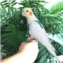 ASOCEA Harnais Et Laisse Pour Oiseaux Perroquet Attache RéGlable En Plumes Volant En Nylon Corde De Marche ExtéRieure Anti-Morsu