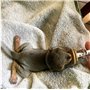 betevie Lot de 6 mini seringues à tétons pour animaux domestiques et animaux sauvages, idéal pour les tétons de chiots, chatons,