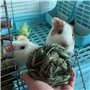 Camiter 6 Pièces Boule d'herbe de Timothy, Jouets Mâcher Hamster, Jouets à Mâcher pour Petits Animaux, pour Lapins Hamsters Chin