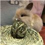Camiter 6 Pièces Boule d'herbe de Timothy, Jouets Mâcher Hamster, Jouets à Mâcher pour Petits Animaux, pour Lapins Hamsters Chin