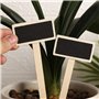 plantes de jardin