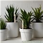étiquettes de marquage de jardin