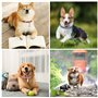 6PCS Tube D'étiquette D'identification de Chat Anti-Perdue étiquette-Adresse pour Chien Chat Pendentifs Porte-Adresse pour Colli
