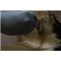 Résine Polyester iso 1 Kg + 1 m² tissu de verre 300 gr/m² + Catalyseur + Pipette de dosage