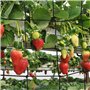 Filet de Protection des Plantes de Jardin