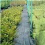 Anti Mauvaises Herbes Indéchira