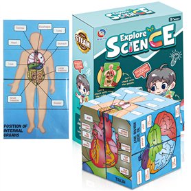 Cube d'étude d'anatomie humaine