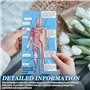 Cube d'étude d'anatomie humaine, outil d'apprentissage anatomique humaine, outil d'apprentissage pour étudiants en médecine, cub