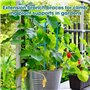 mizikuu 50 Pièces Tiges de Support pour Plantes, 38CM Stake de Plante en Bois Vert Tuteurs de Plantes avec 30 Yard Ruban de Papi