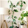 Clip Plante grimpante