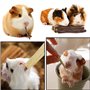 KAONESS Ensemble de Jouets à mâcher pour Lapin, Jouet pour Animal de Compagnie pour Cochon d'Inde Chipmunk Totoro