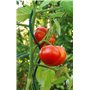 La Cordeline Lot 25 Clips Tuteur pour Fixation Plantes Grimpantes, Attaches Tomates - en PLA