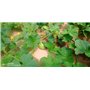 évite Mauvaises Herbes