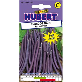 50 Graines de Haricot nain Amethyst - Format Petit Jardin