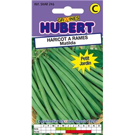 35 Graines de Haricot à rames Matilda - Format Petit Jardin