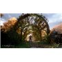 Focus Home Interactive A Plague Tale : Innocence