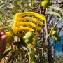 Linxor - Peigne, râteau à olives 9 dents avec manche en bois 40 cm - Jaune