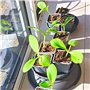 Verdonia 200 Godets Plastique 8cm pour Semis, Repiquage, Bouturage Réutilisables et Résistants - Pots Pratiques avec Trous de Dr