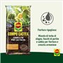 Sol pour CACTACE et succulentes DANS UN PACK DE 5 LITRES