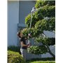 Ikra Taille-haie télescopique électrique ITHS 600, sangle incluse, 600W, longueur de coupe 51cm, réglage de l'angle de coupe