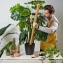 Photos et Autres Plantes d'intérieur