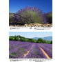 Calendrier DIN A4 pour 2025 Lavande Provence France – Kit : 1 calendrier, 1 pendentif de Noël, 1 étiquette de vœux (3 pièces au 