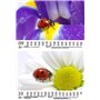 Glückszauber Calendrier mural DIN A5 pour le bonheur de Provence 2025 – Coffret cadeau Contenu : 1 calendrier, 1 pendentif de No