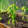 Toboli Lot de 10x Tuteurs Plantes – Ø 11 x 1200 mm – en Vert – en Métal – Support de Légumes Fleurs grimpantes – Piquets Attache