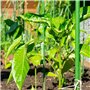Toboli Lot de 10x Tuteurs Plantes – Ø 11 x 1200 mm – en Vert – en Métal – Support de Légumes Fleurs grimpantes – Piquets Attache