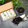 Set de graines d'herbes aromatiques BIO, graines résistantes aux graines, herbes de cuisine et de jardin, set de 12 variétés de 