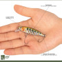 Zite Fishing Leurre de pêche à la truite 5,2 cm - 5 UL Leurre de pêche à la truite - Leurre de pêche à la truite - Leurre de pêc