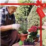 les plantes délicates et les boutures