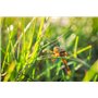 Canon RF 24mm F1.8 Macro is STM Objectif stabilisé pour Appareil Photo Canon RF APS-C, Noir