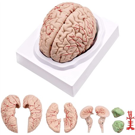 Jrifedptry Cerveau humain