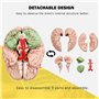 modèle d'anatomie du cerveau humain grandeur nature avec base d'affichage