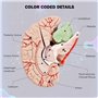 Jrifedptry Cerveau humain, modèle d'anatomie du cerveau humain grandeur nature avec base d'affichage, pour étude et enseignement