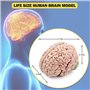 Jrifedptry Cerveau humain, modèle d'anatomie du cerveau humain grandeur nature avec base d'affichage, pour étude et enseignement