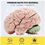 Jrifedptry Cerveau humain, modèle d'anatomie du cerveau humain grandeur nature avec base d'affichage, pour étude et enseignement