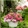 Lot de 5 chaînes de Suspension en Plastique pour Pots de Fleurs rotatives à 360° (Noir)